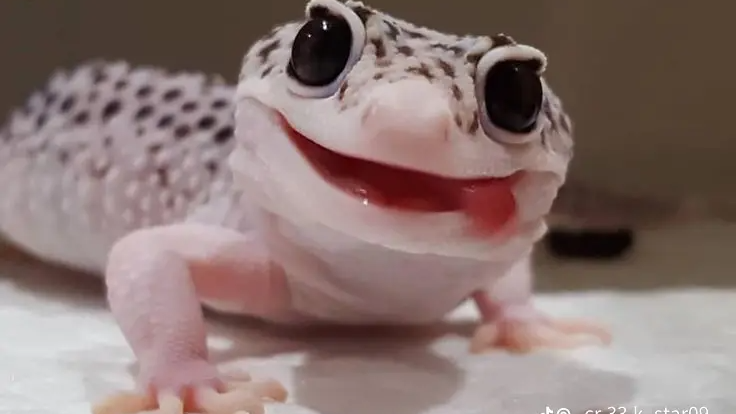 Corpseのバナー