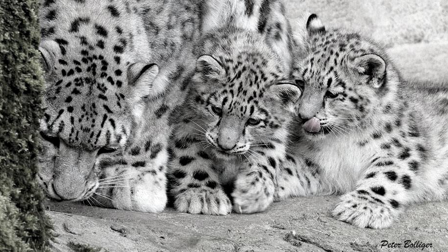 Snow kittens
