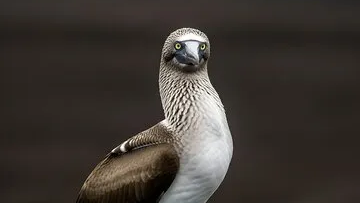 booby enjoyers