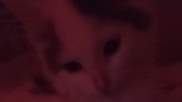 Gizmo Cultのバナー