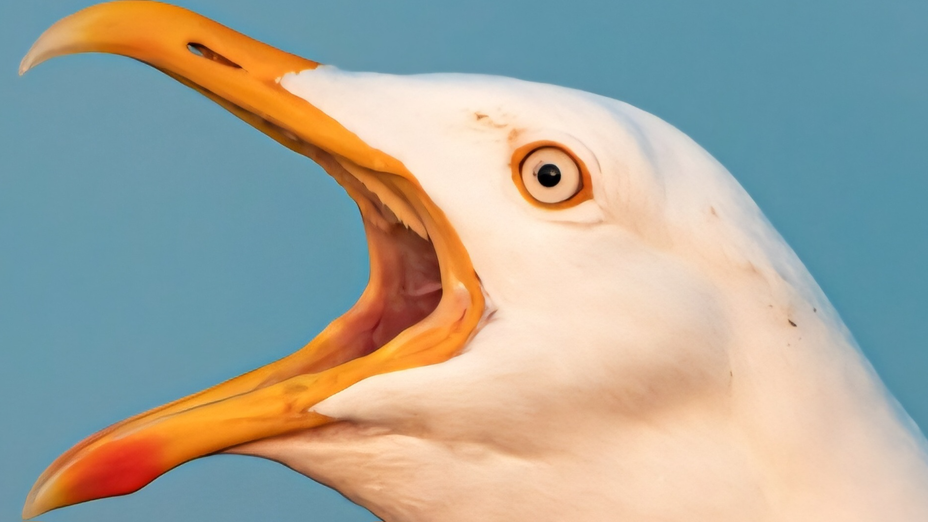 Bird Cultのバナー