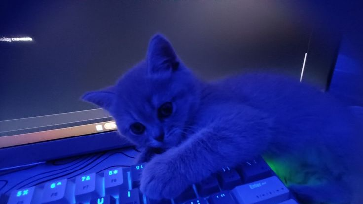 Cat gang