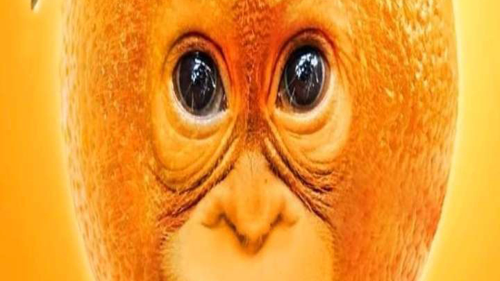 Orangetangのバナー