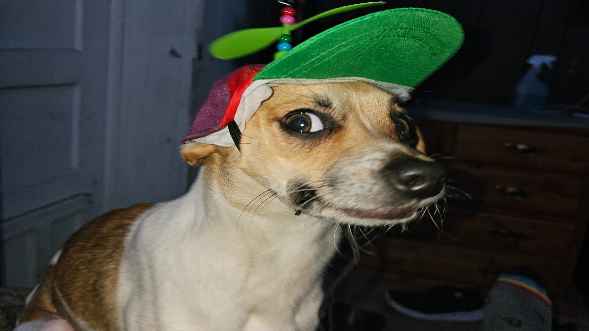 ShitAssのバナー