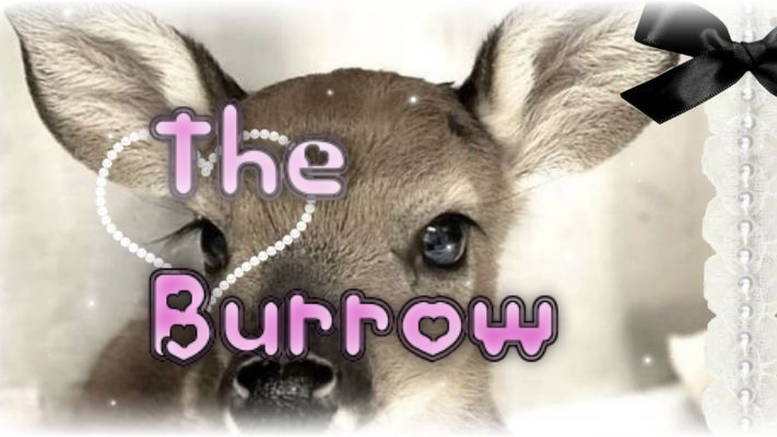 The Burrowのバナー