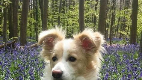 FLUFFY