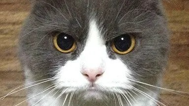 Purrfectionのバナー