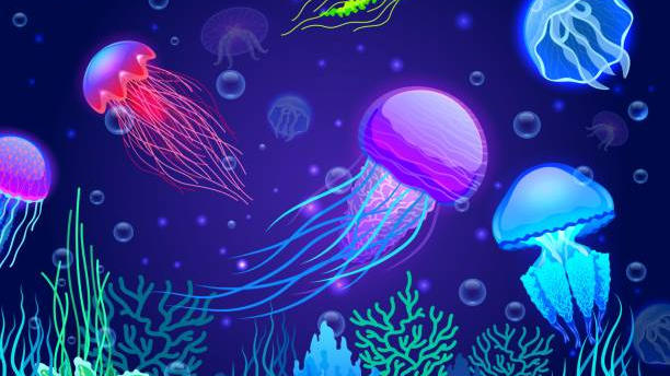 Cleo's Moon Jellies