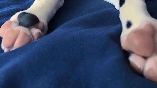 Puppypaws loverzのバナー