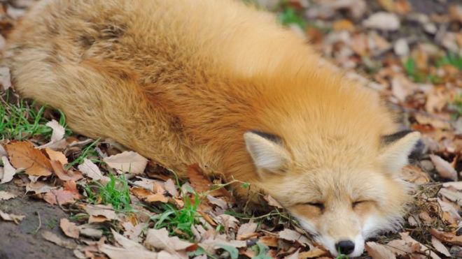 Foxxen's