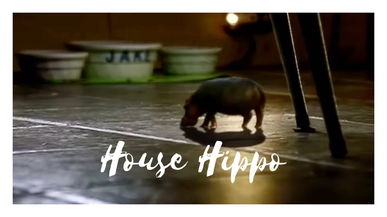 Certified House Hipposのバナー