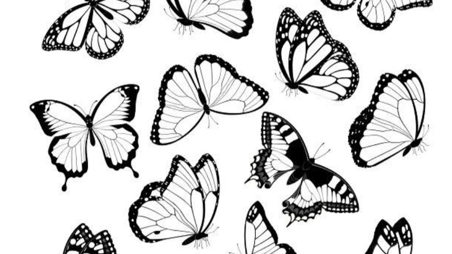 ~Butterfly~
