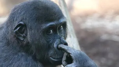 Monkey Gangのバナー
