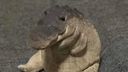 Greg Gangのバナー