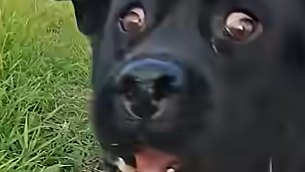 Pig Physicsのバナー