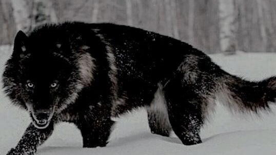 Verified Black Wolfのバナー