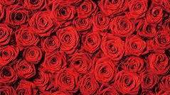 Rose Family