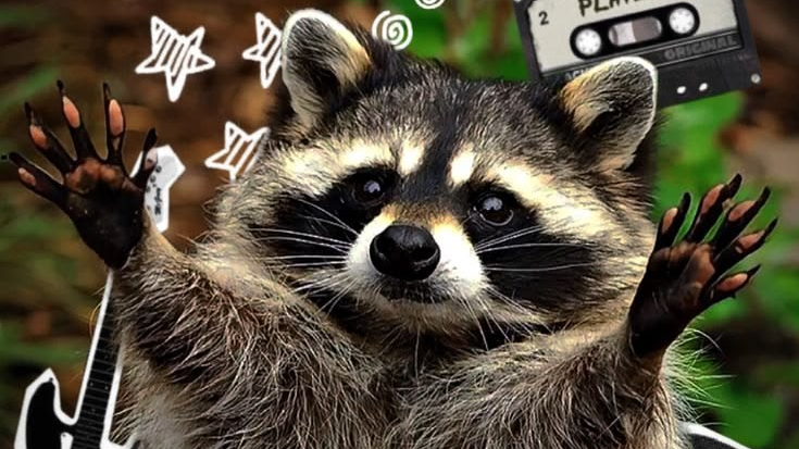 Raccoon's