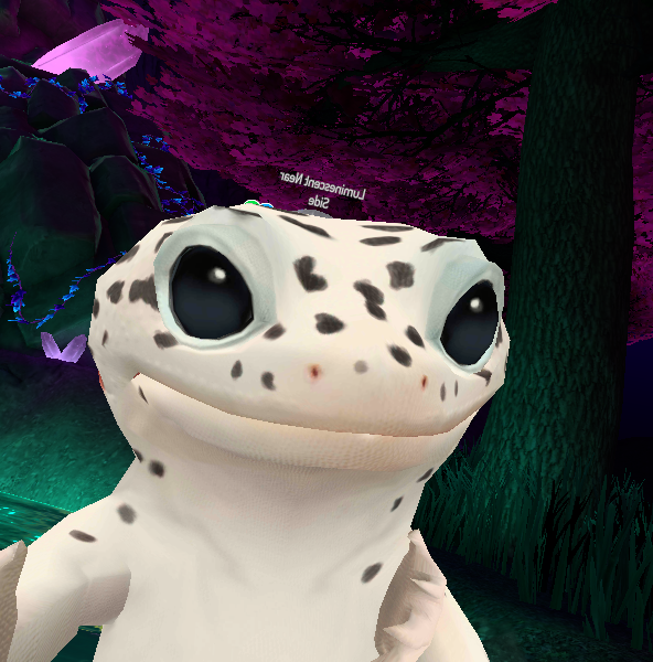 The Geckos