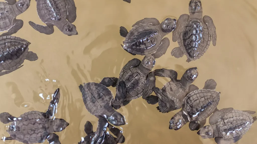 Turtlesのバナー