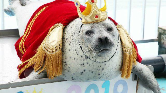 Seal Enthusiasts