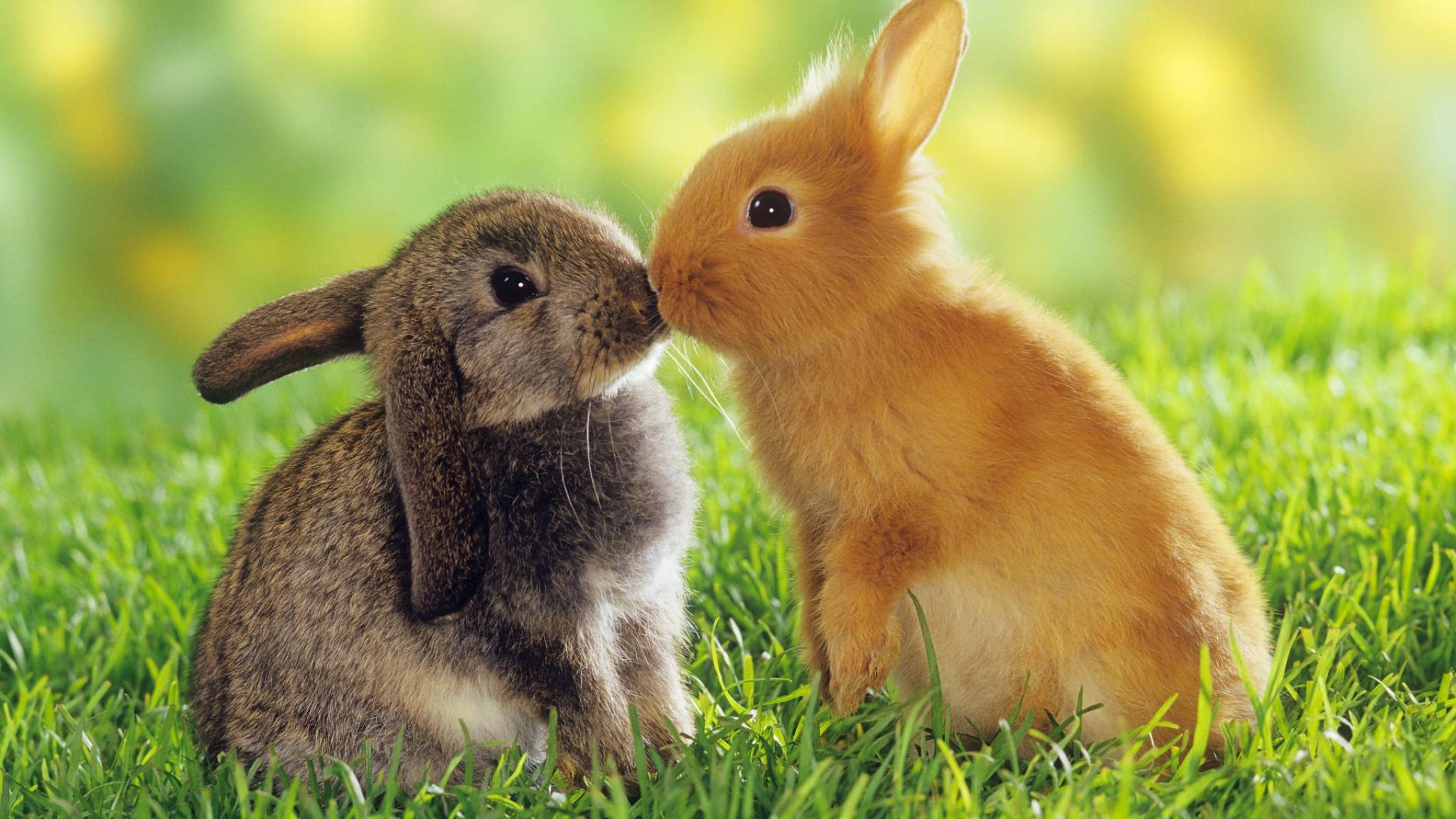 Bunny's at Karaokeのバナー