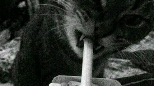 STONERS