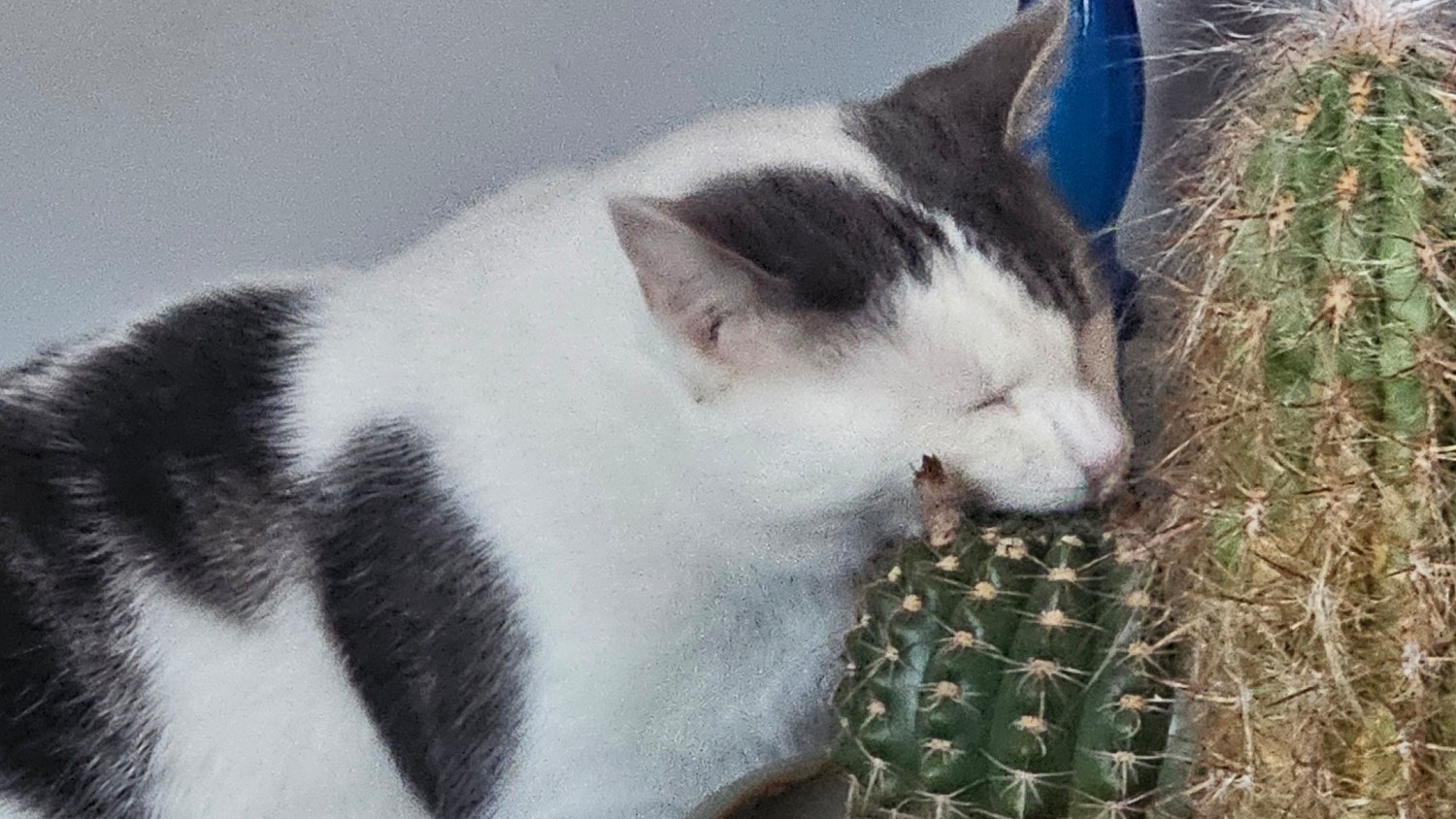 i eat cactusのバナー
