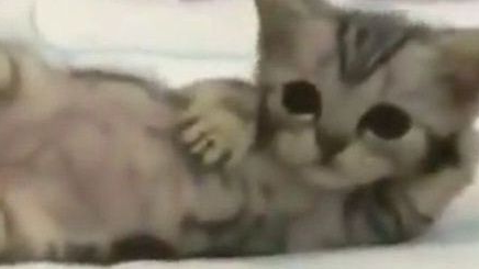 Los Gatitos de MiMi