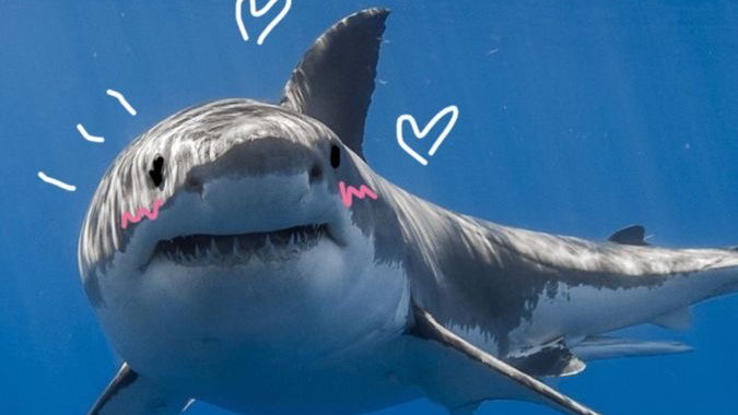 Shark cultのバナー