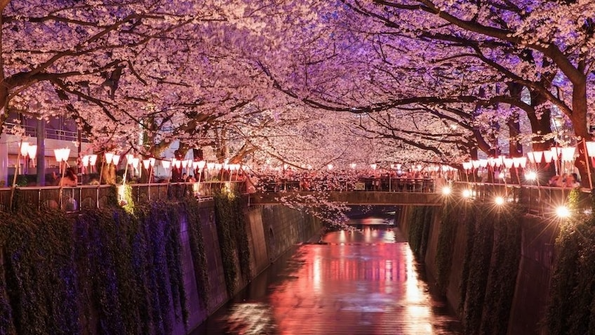 The Cherry Blossom Societyのバナー