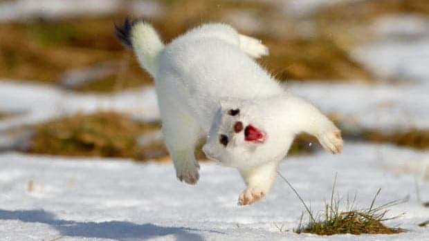 Stoat
