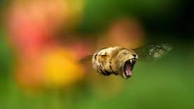 Lionbees