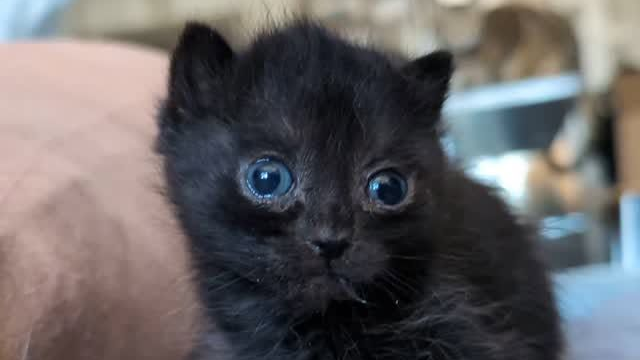 kitten whiskersのバナー