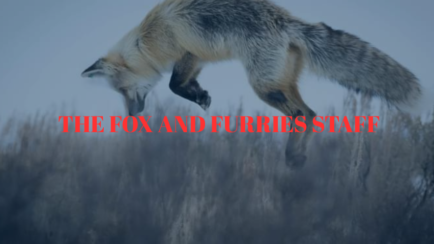 The Fox And Furries Club STAFF