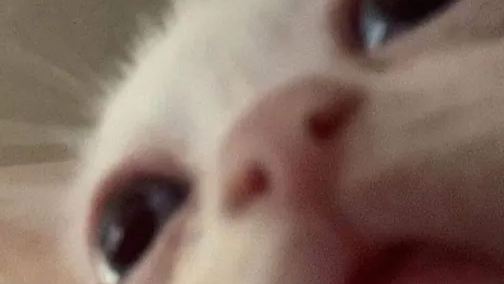 Wiwiwiのバナー