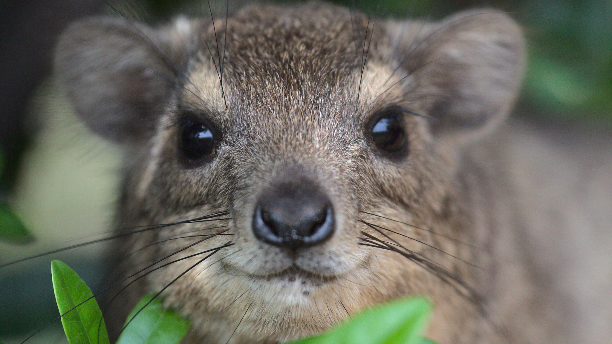 Hyrax Loversのバナー