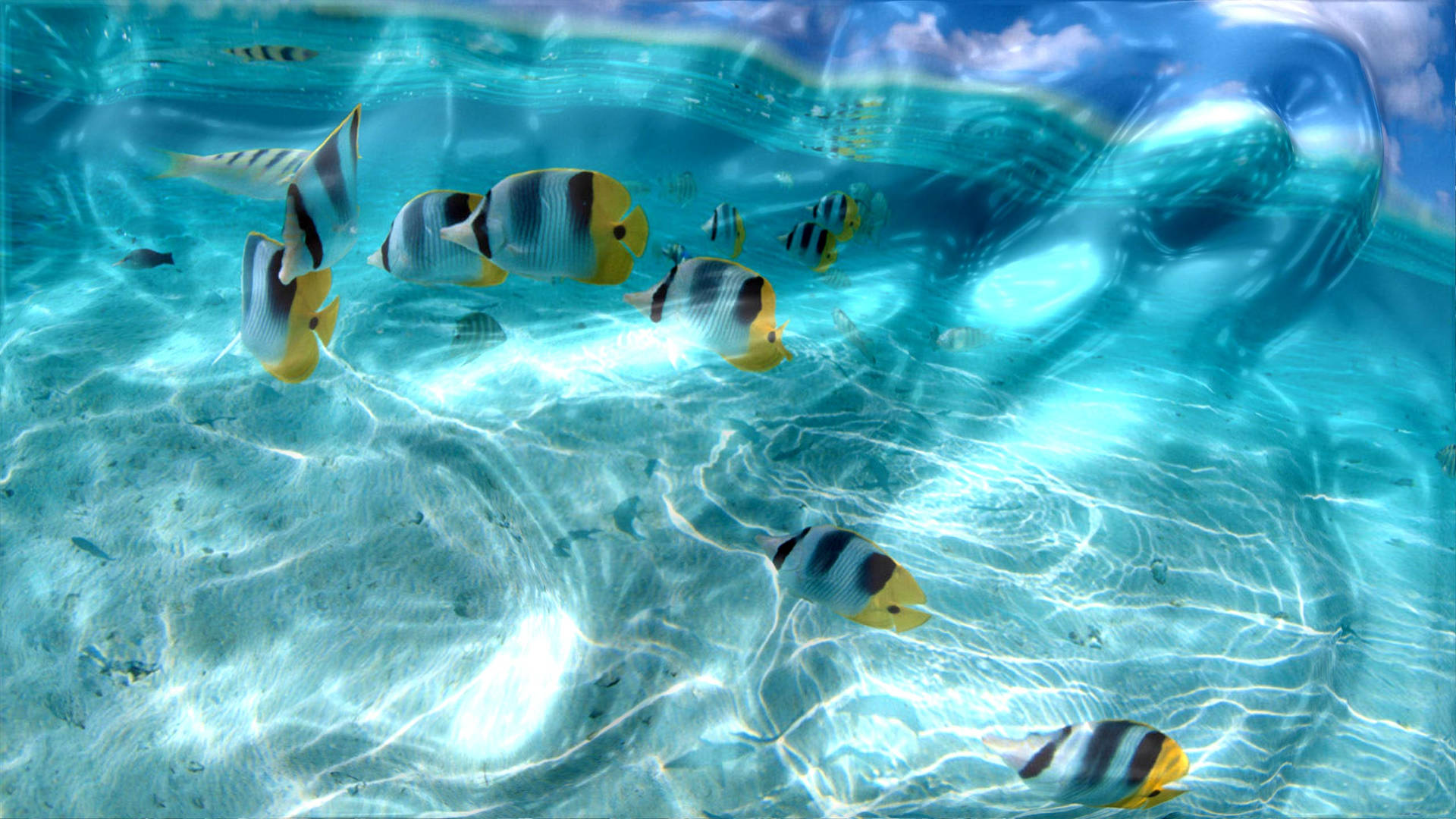 fishbrainのバナー
