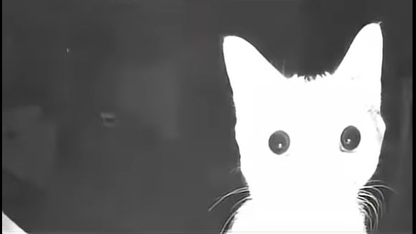 Cat Peopleのバナー