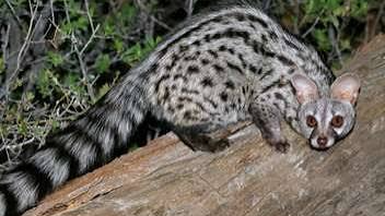 Genet lovers