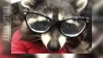 COONS CAVEのバナー