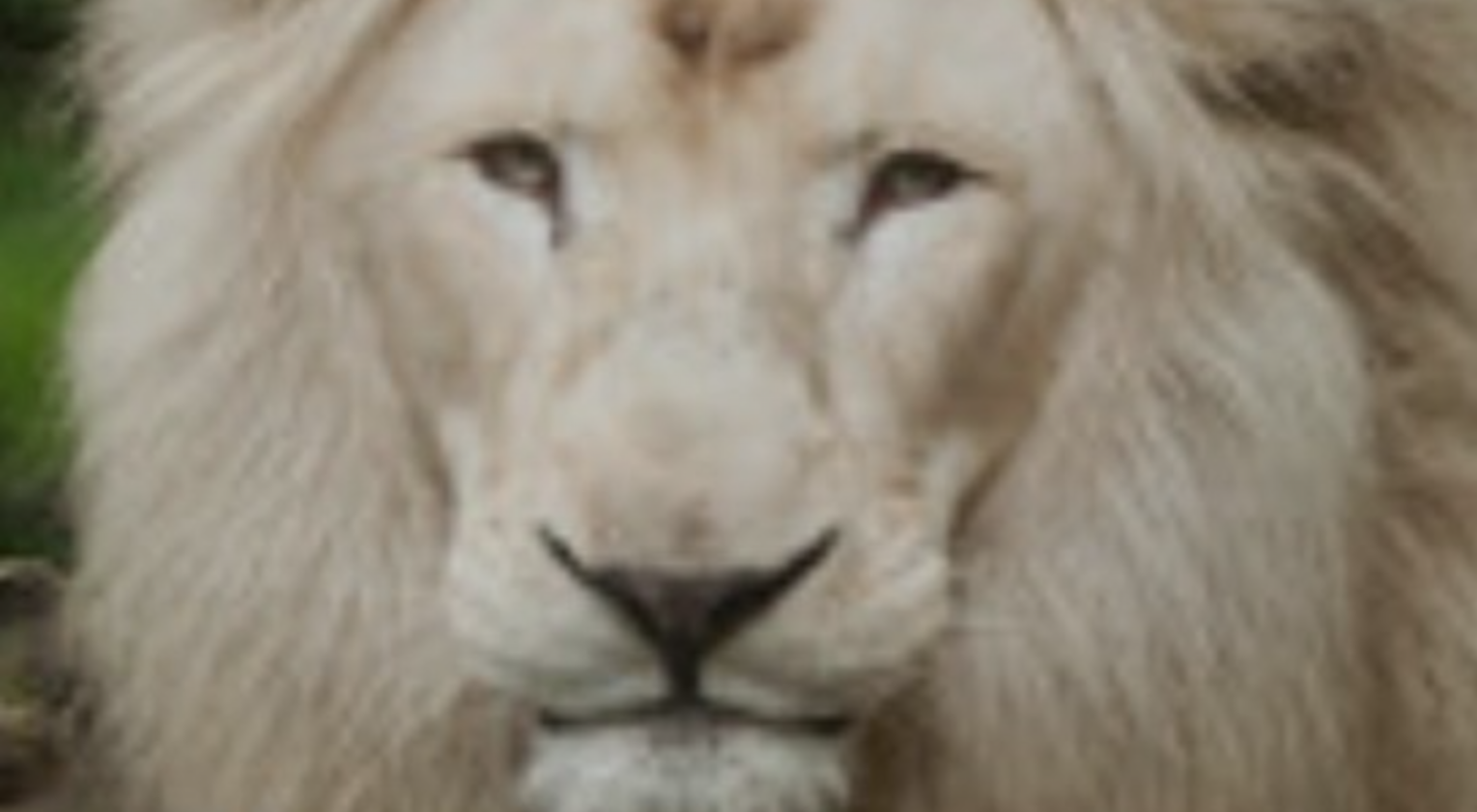 Lions prideのバナー
