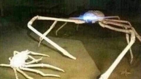 The crabshackのバナー