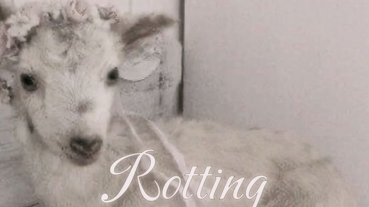 Little Lamb