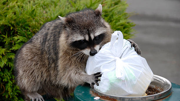 the Raccoons