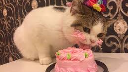 Cat Cake