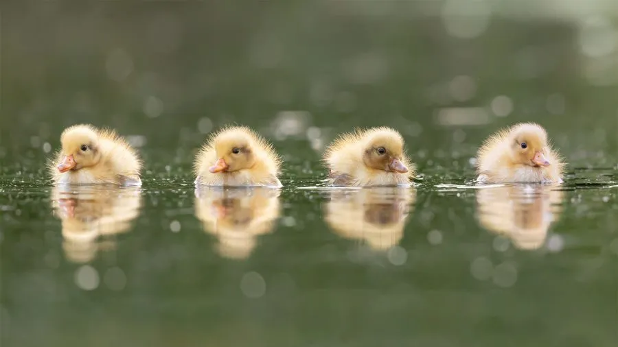 My Little Ducklings