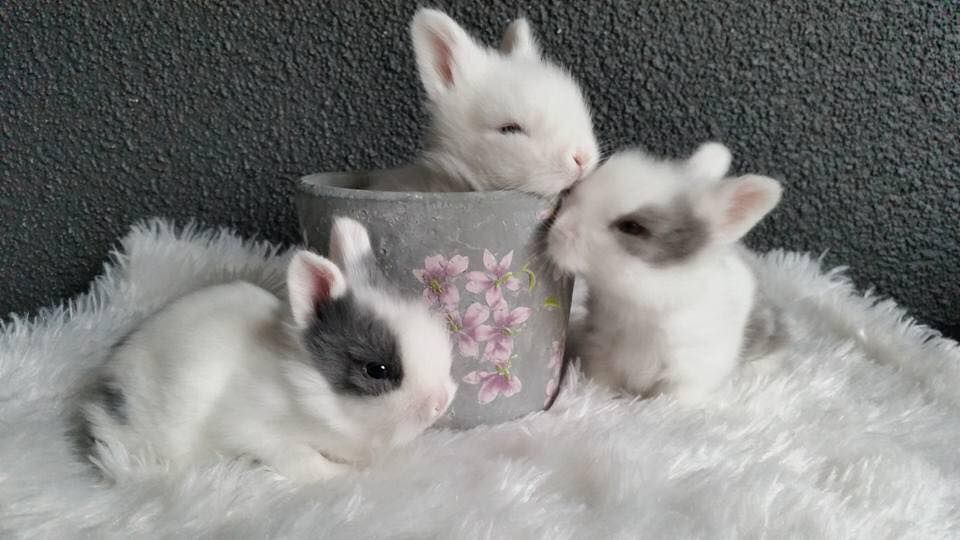 bunny burrowのバナー
