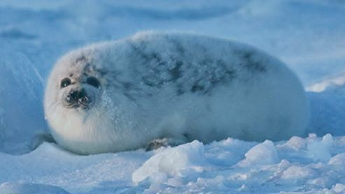 we like sealsのバナー