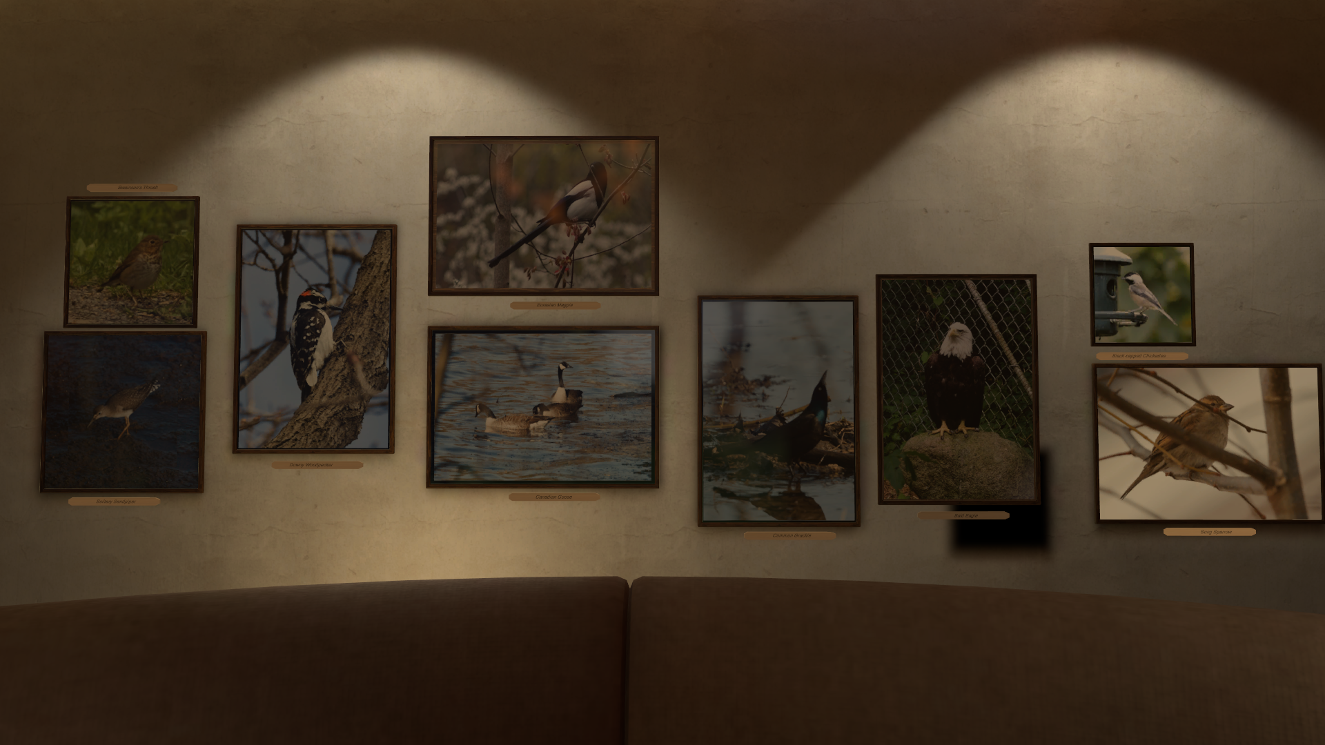 Birds